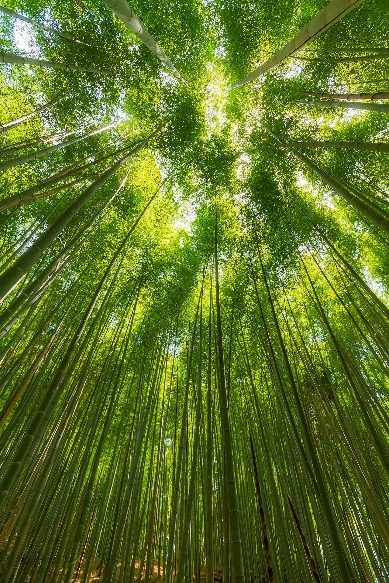 Bamboo Grove in Nara, Japan